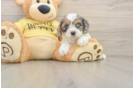 Cavapoo Pup Being Cute