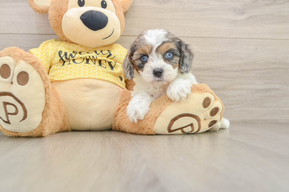 Cavapoo Pup Being Cute