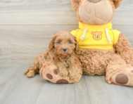 7 week old Cavapoo Puppy For Sale - Florida Fur Babies