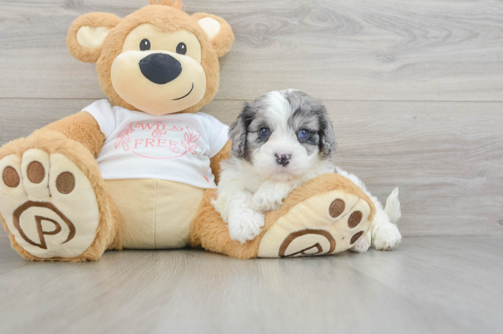 5 week old Cavapoo Puppy For Sale - Florida Fur Babies