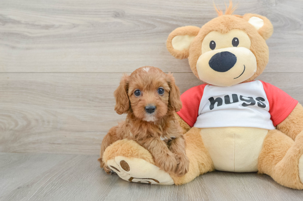 6 week old Cavapoo Puppy For Sale - Florida Fur Babies