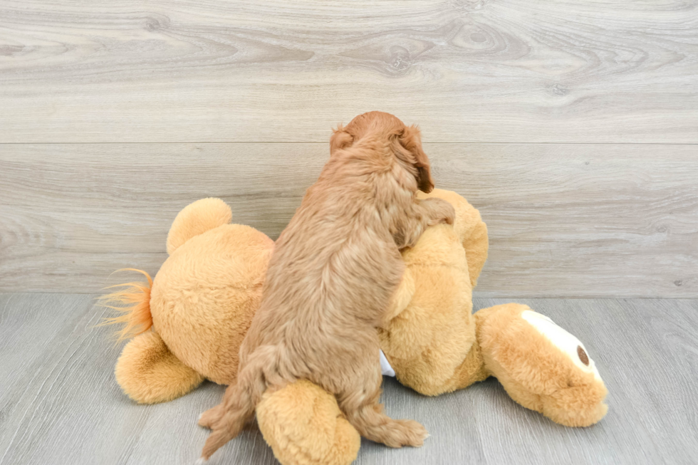 Energetic Cavoodle Poodle Mix Puppy