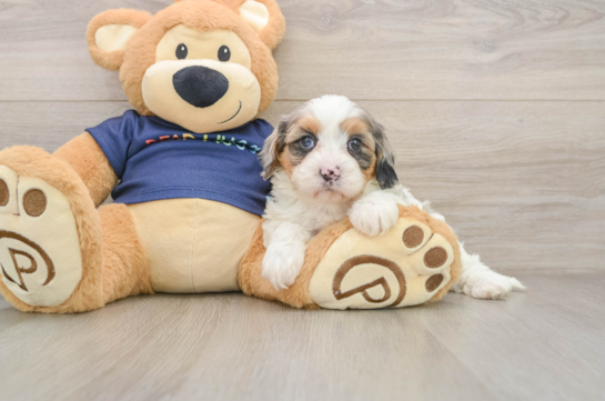Little Cavipoo Poodle Mix Puppy