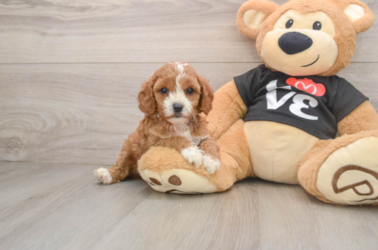 Little Cavipoo Poodle Mix Puppy