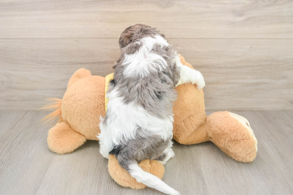 Funny Cavapoo Poodle Mix Pup