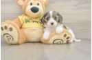 Cavapoo Puppy for Adoption