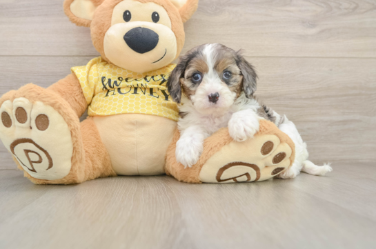 Cavapoo Puppy for Adoption
