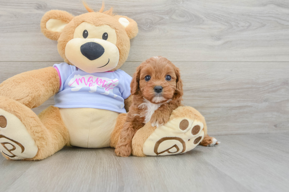 5 week old Cavapoo Puppy For Sale - Florida Fur Babies