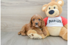 Cavapoo Pup Being Cute