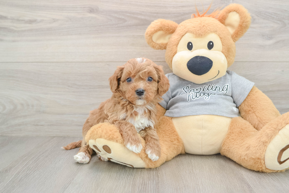 Best Cavapoo Baby