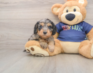 8 week old Cavapoo Puppy For Sale - Florida Fur Babies