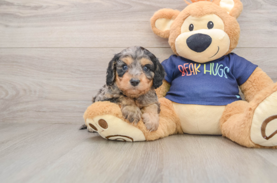 Fluffy Cavapoo Poodle Mix Pup