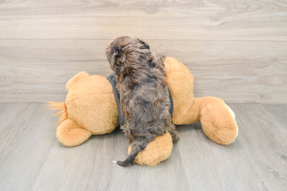 Cavapoo Puppy for Adoption