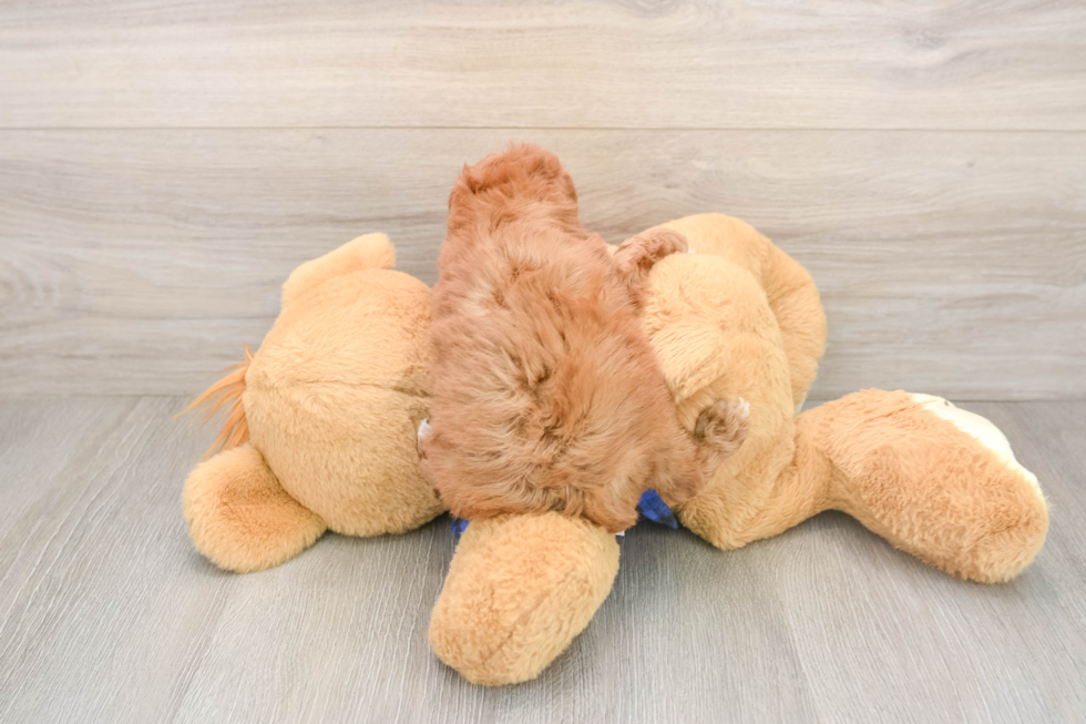 Smart Cavapoo Poodle Mix Pup