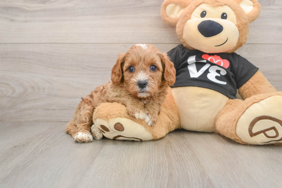 Energetic Cavoodle Poodle Mix Puppy