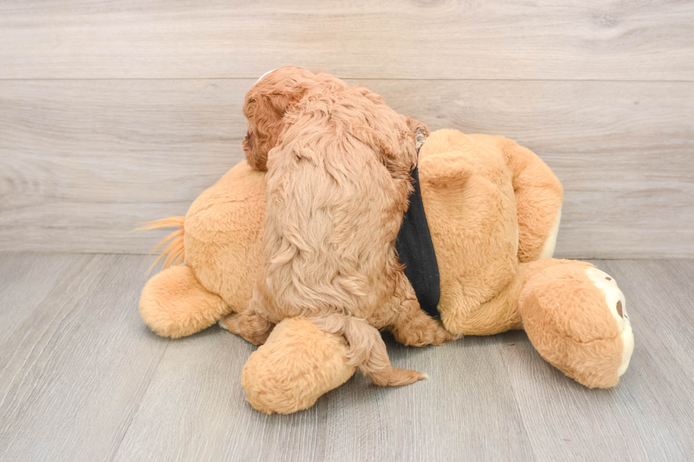 Best Cavapoo Baby