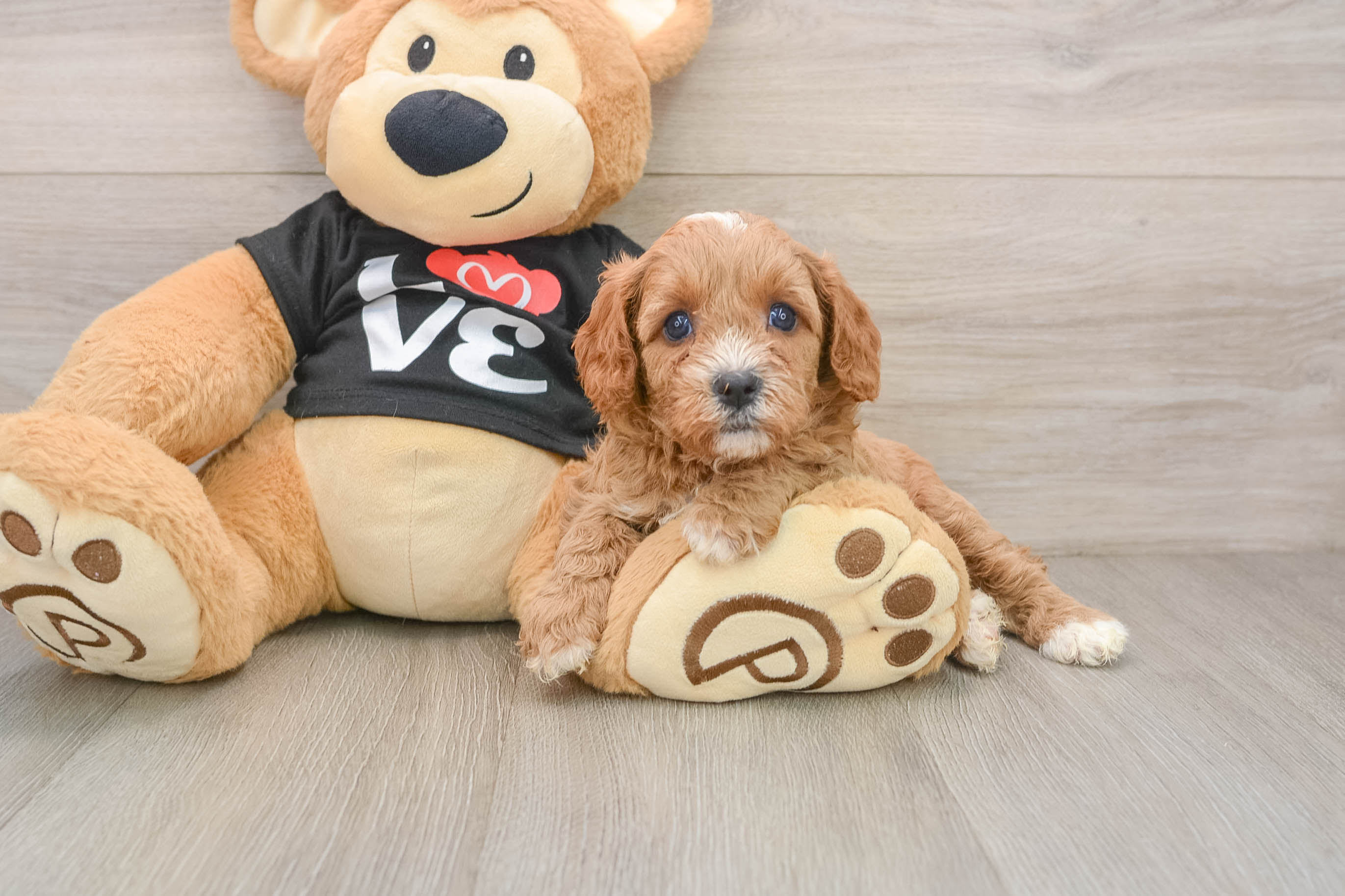 Best Cavapoo Baby