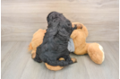 Little Cavipoo Poodle Mix Puppy
