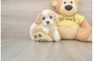 Little Cavipoo Poodle Mix Puppy