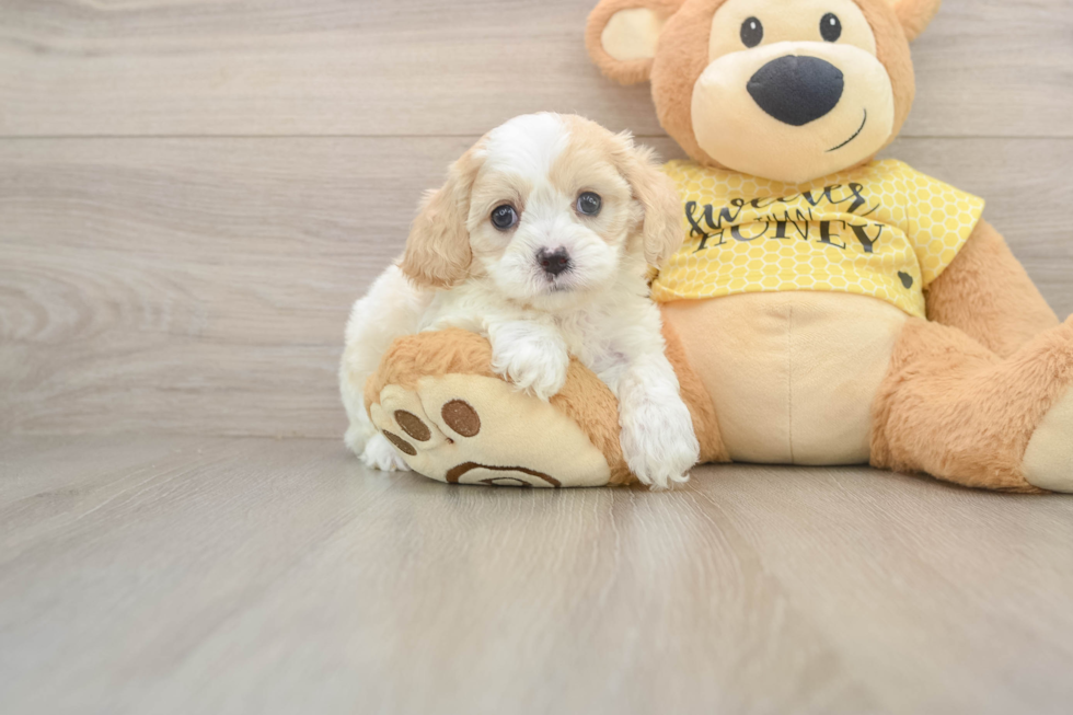 Little Cavipoo Poodle Mix Puppy