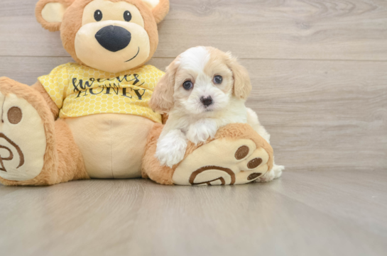Best Cavapoo Baby