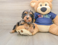 7 week old Cavapoo Puppy For Sale - Florida Fur Babies