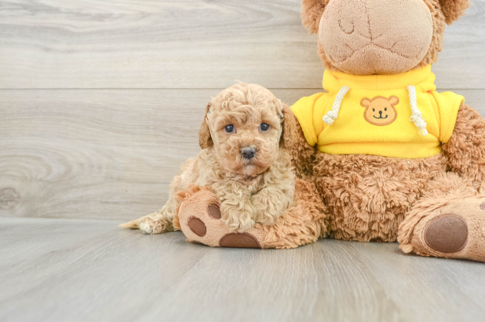 5 week old Cavapoo Puppy For Sale - Florida Fur Babies