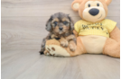 Best Cavapoo Baby