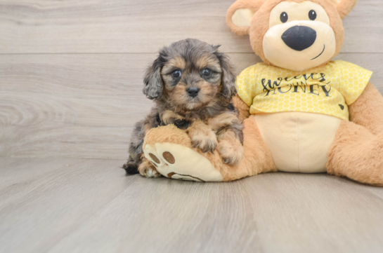 Best Cavapoo Baby