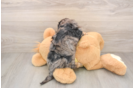 Smart Cavapoo Poodle Mix Pup