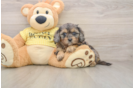 Cute Cavapoo Baby