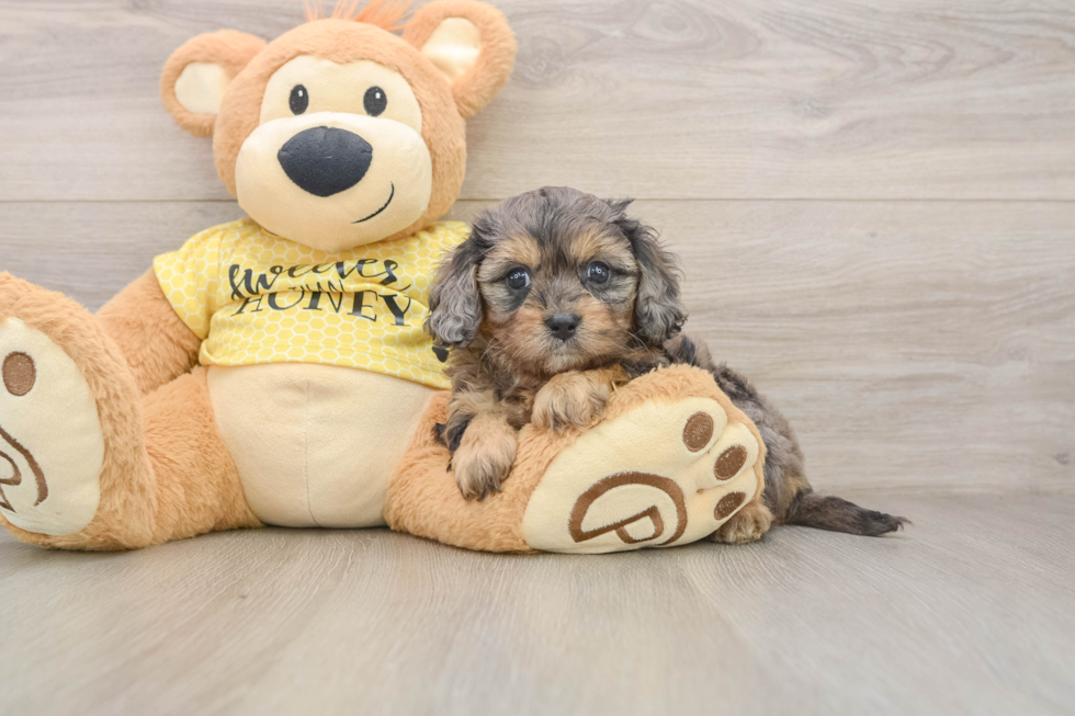 Cute Cavapoo Baby