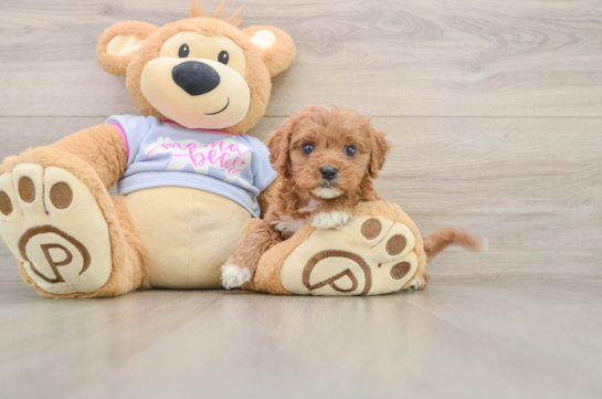 Cavapoo Puppy for Adoption