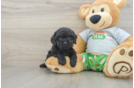 Sweet Cavapoo Baby