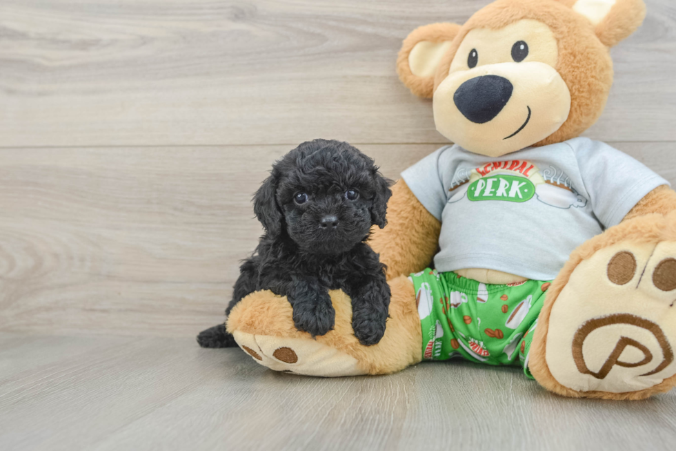 Sweet Cavapoo Baby