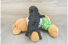 Cavapoo Pup Being Cute