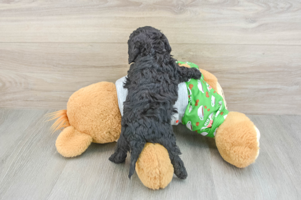 Cavapoo Pup Being Cute