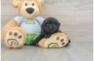 Best Cavapoo Baby