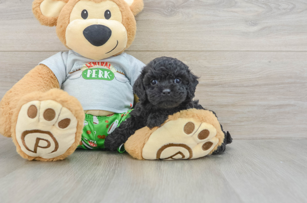 7 week old Cavapoo Puppy For Sale - Florida Fur Babies