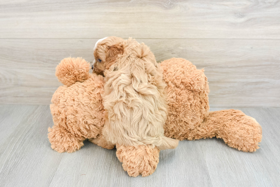 Fluffy Cavapoo Poodle Mix Pup