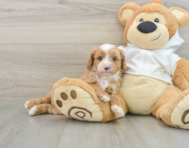 7 week old Cavapoo Puppy For Sale - Florida Fur Babies