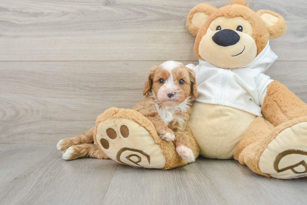 Sweet Cavapoo Baby