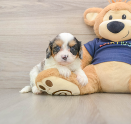 9 week old Cavapoo Puppy For Sale - Florida Fur Babies