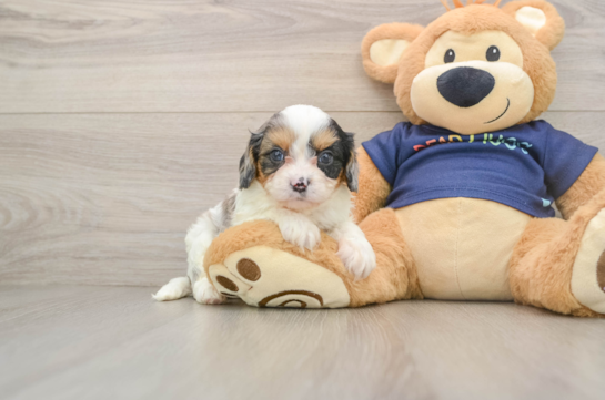 Playful Cavapoodle Poodle Mix Puppy