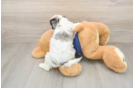 Adorable Cavalier King Charles Spaniel and Poodle Mix Poodle Mix Puppy