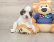 7 week old Cavapoo Puppy For Sale - Florida Fur Babies