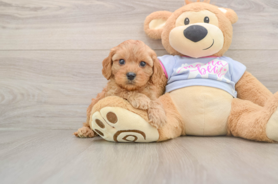 Best Cavapoo Baby