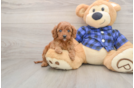 Popular Cavapoo Poodle Mix Pup