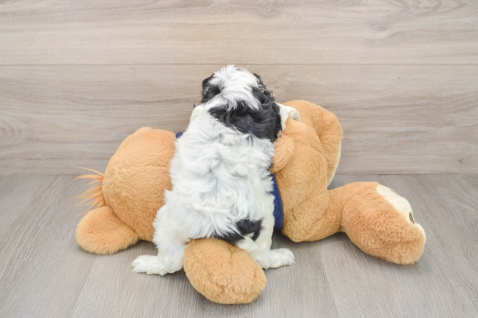 Cute Cavapoo Baby