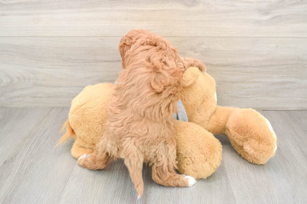 Adorable Cavalier King Charles Spaniel and Poodle Mix Poodle Mix Puppy